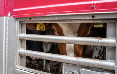 Kráva v transportu na hranicích v Turecku - Nevinné oběti